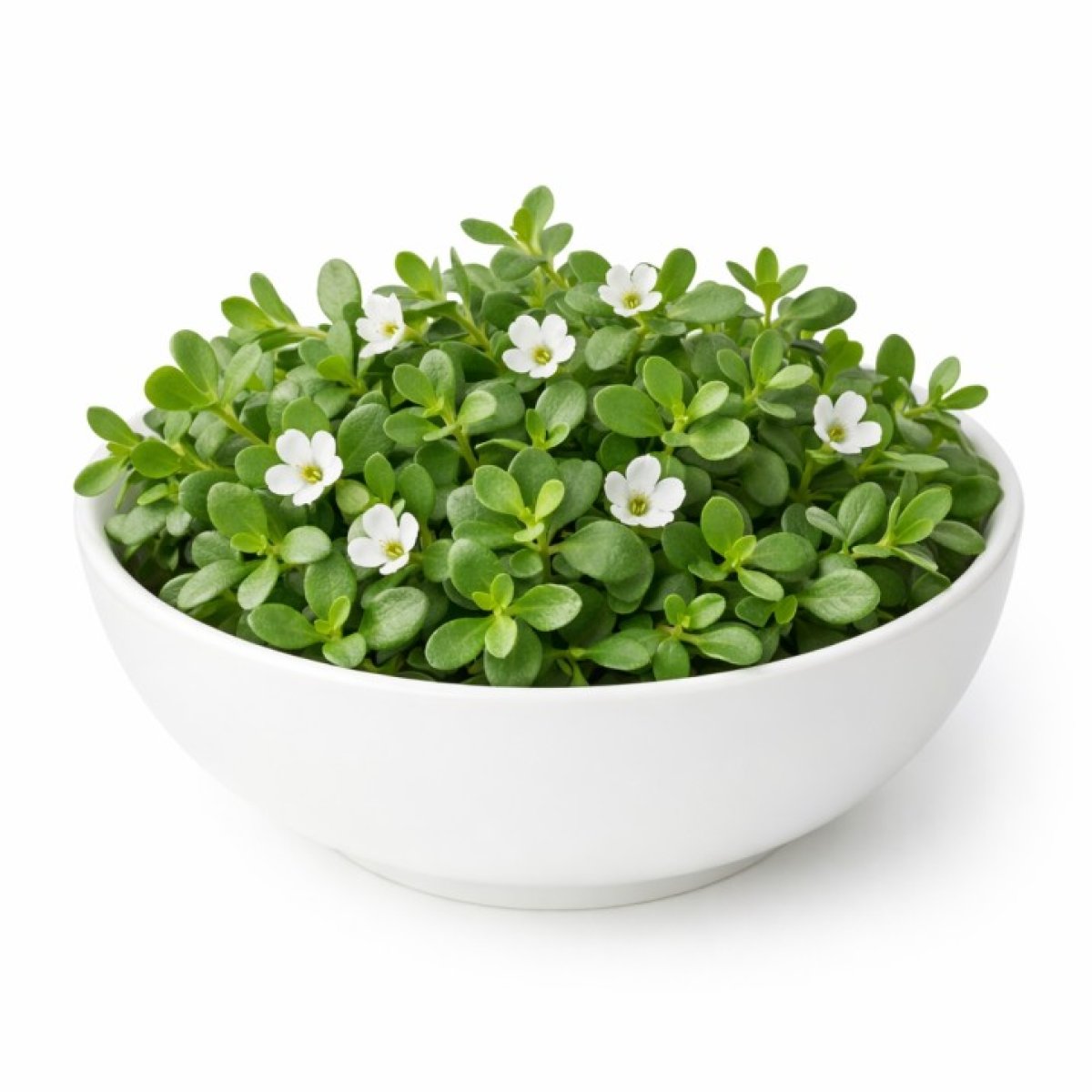 Bacopa Leaves