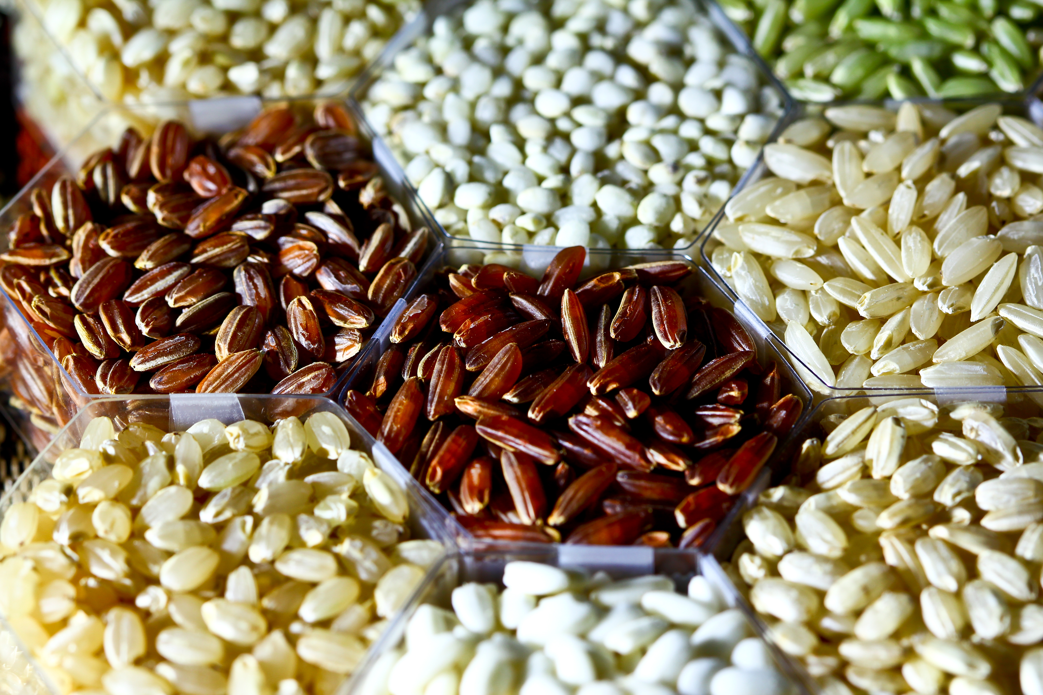 Rice varieties